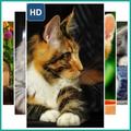 Persian Cat Wallpaper