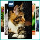 Persian Cat Wallpaper aplikacja