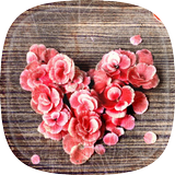 Petals Live Wallpaper আইকন