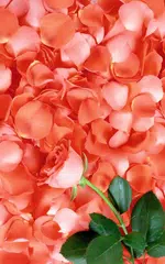 download Petals Live Wallpaper APK