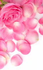 download Petals Live Wallpaper APK