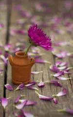 download Petals Live Wallpaper APK