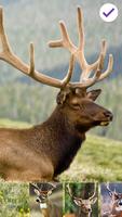 Deer Animal PIN Lock syot layar 2