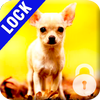 Chihuahua Dog PIN Lock Screen icône