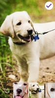برنامه‌نما Labrador Dog PIN Lock عکس از صفحه