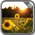 Sunflower Wallpaper