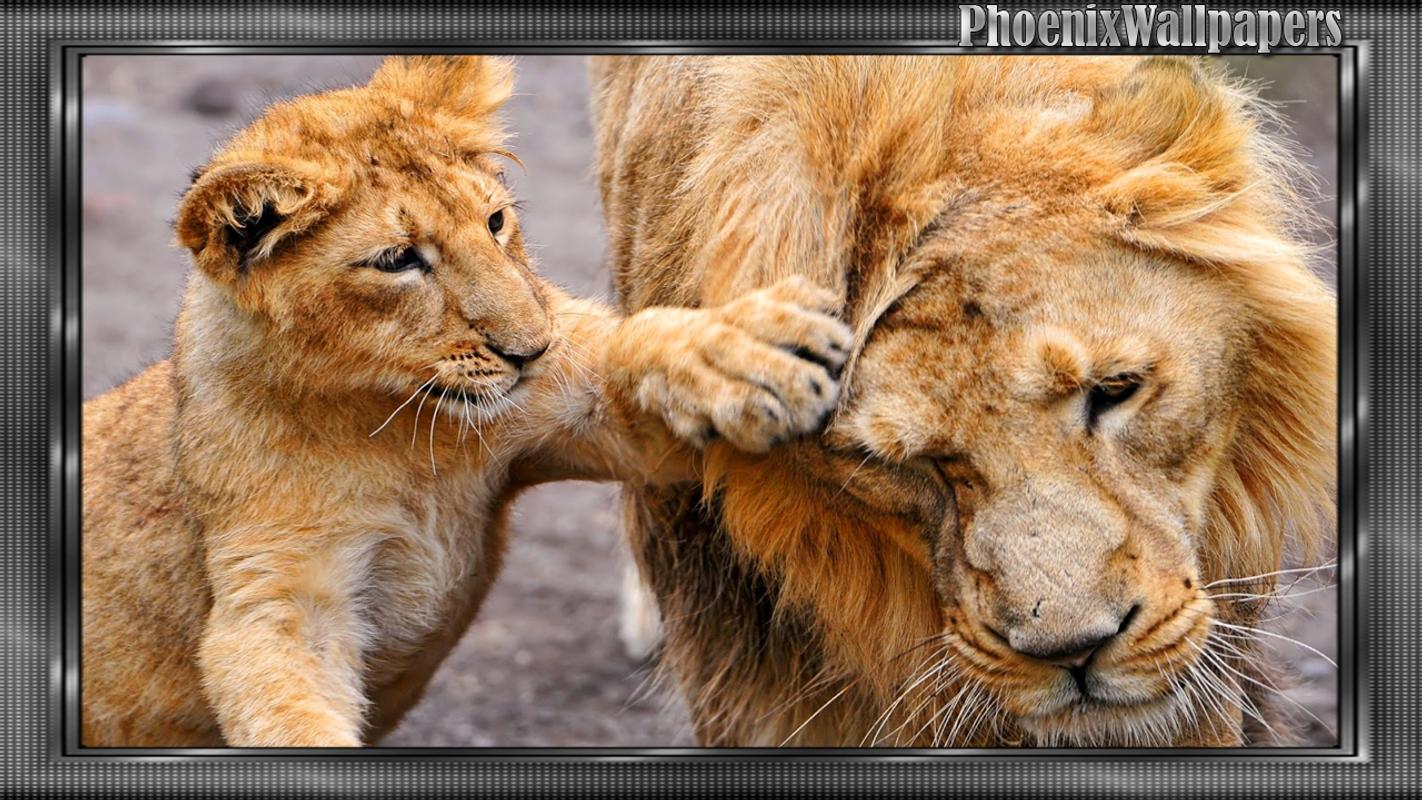 Tiger Vs Lion Wallpaper For Android Apk Download