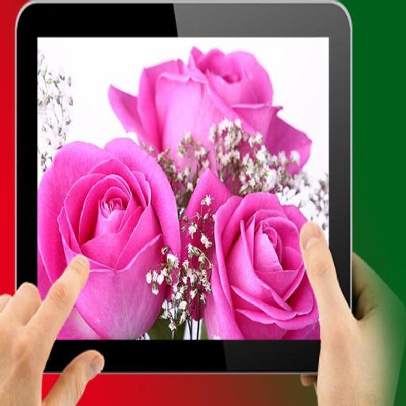 Beautiful Pink Rose Wallpaper Hd For Android Apk Download