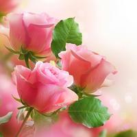 Różowa Róża Tapety Na Żywo plakat