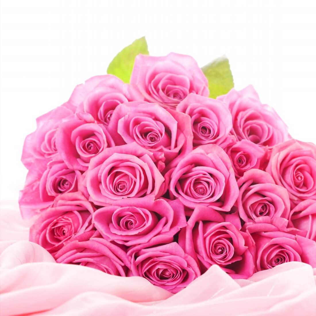 Pink Rose Live Wallpaper APK  for Android – Download Pink Rose Live  Wallpaper APK Latest Version from 