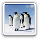 Adorable Penguins LWP APK