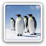 Adorable Penguins LWP