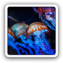 Bewitching Jellyfish LWP APK