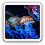 Bewitching Jellyfish LWP