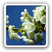 Blooming Spring live wallpaper APK