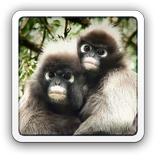 Lovers Monkey live wallpaper