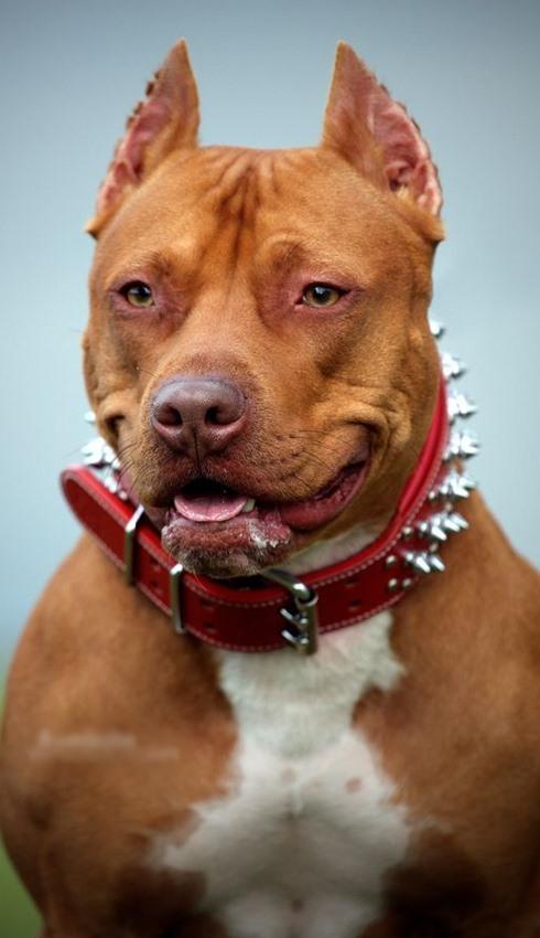 Pitbull Wallpapers For Android Apk Download