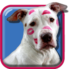 Cão pitbull De Parede Vivo ícone