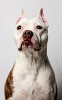 برنامه‌نما Pitbull Dog Live Wallpaper عکس از صفحه