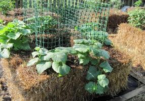 Planting in Hay Bales 스크린샷 1