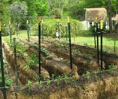 Planting in Hay Bales 스크린샷 3