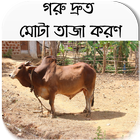 গরু দ্রুত মোটা তাজা করণ आइकन