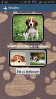 Beagles Wallpapers & Info स्क्रीनशॉट 2