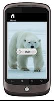 Polar Bears capture d'écran 1