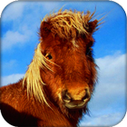 Pony Live Wallpaper 圖標