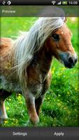 Pony Live Wallpaper 海報
