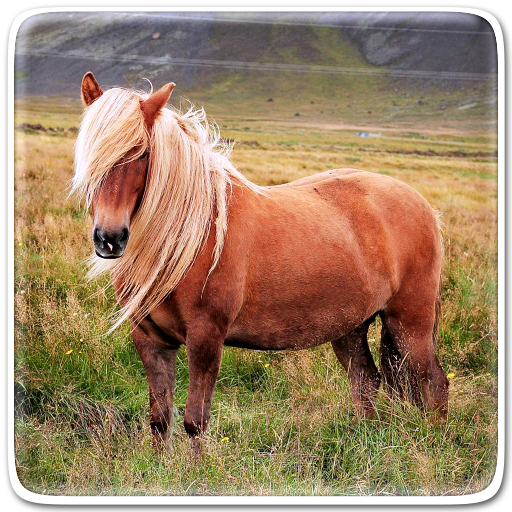 Pony Horse Live Wallpaper