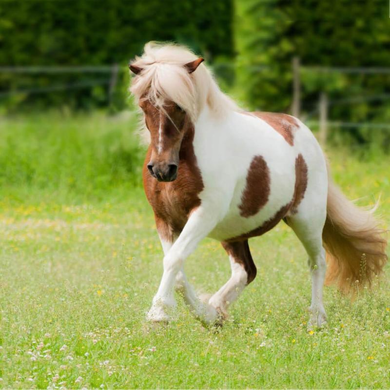 Pony Kuda Gambar  Animasi APK Download Gratis 
