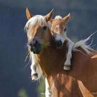 Cheval De Poney Fond D'écran capture d'écran 3