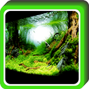 Popular Aquascape Design APK