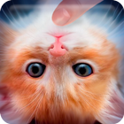 Pet Cats: Happy Meow icône