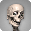 Skelly: Poseable Anatomy Model APK