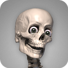 Skelly: Poseable Anatomy Model 图标