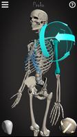 Poster Skelly: Poseable Anatomy Model