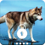 Husky Dog HQ Wallpaper Animal PIN Lock Screen