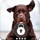 Labrador Retriever Dog Wallpaper App Lock Screen aplikacja