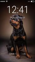 Rottweiler Dog Animal HD Lock Screen poster