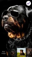 Rottweiler Dog Animal HD Lock Screen screenshot 2