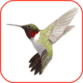 Hummingbird Lock Screen Wallpaper