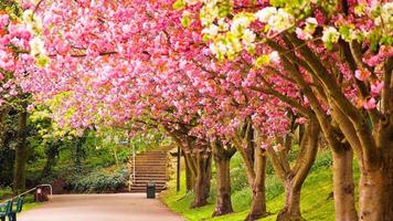 Spring Scenery Wallpaper Affiche