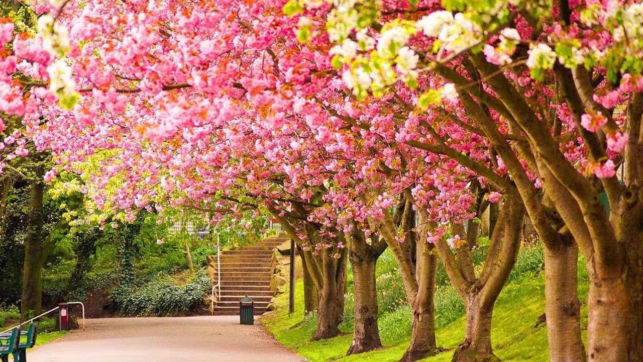 Tải xuống APK Spring Scenery Wallpaper cho Android Tải xuống APK Spring Scenery Wallpaper cho Android