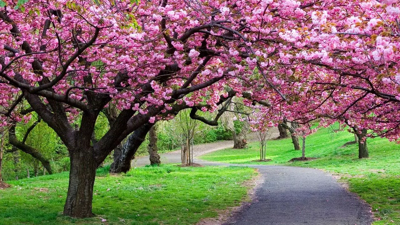 Spring Scenery Wallpaper APK for Android Download