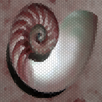 Fibonacci Sequence Numbers APK