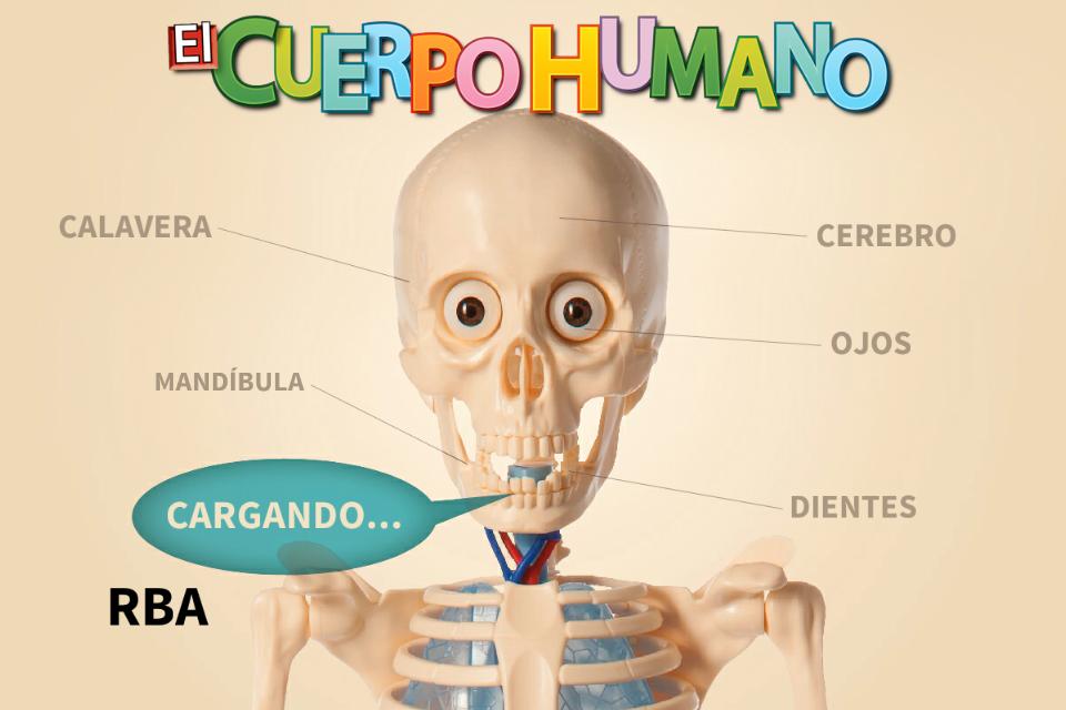 Como funciona el cuerpo humano