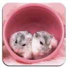 Hamster Wallpaper Ultra HD Quality simgesi