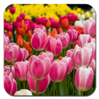 Tulips Wallpaper Ultra HD Quality ikona